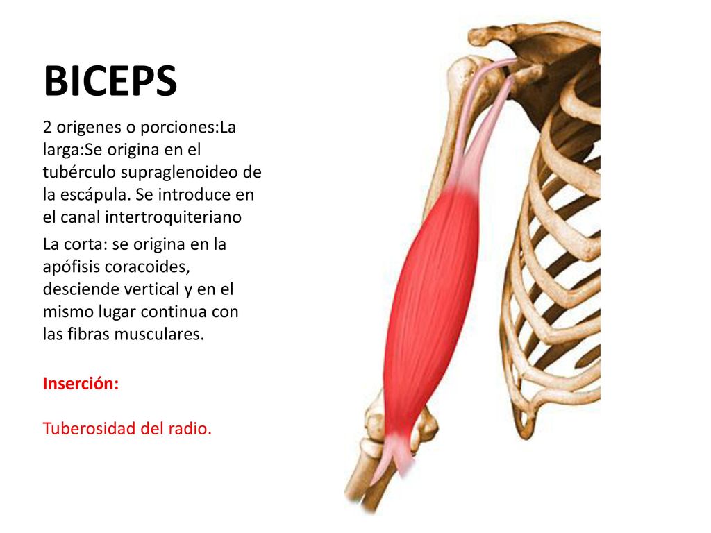 BICEPS 2 origenes o porciones:La larga:Se origina en el tubérculo supraglenoideo de la escápula. Se introduce en el canal intertroquiteriano.