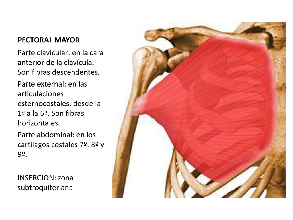 PECTORAL MAYOR Parte clavicular: en la cara anterior de la clavícula. Son fibras descendentes.