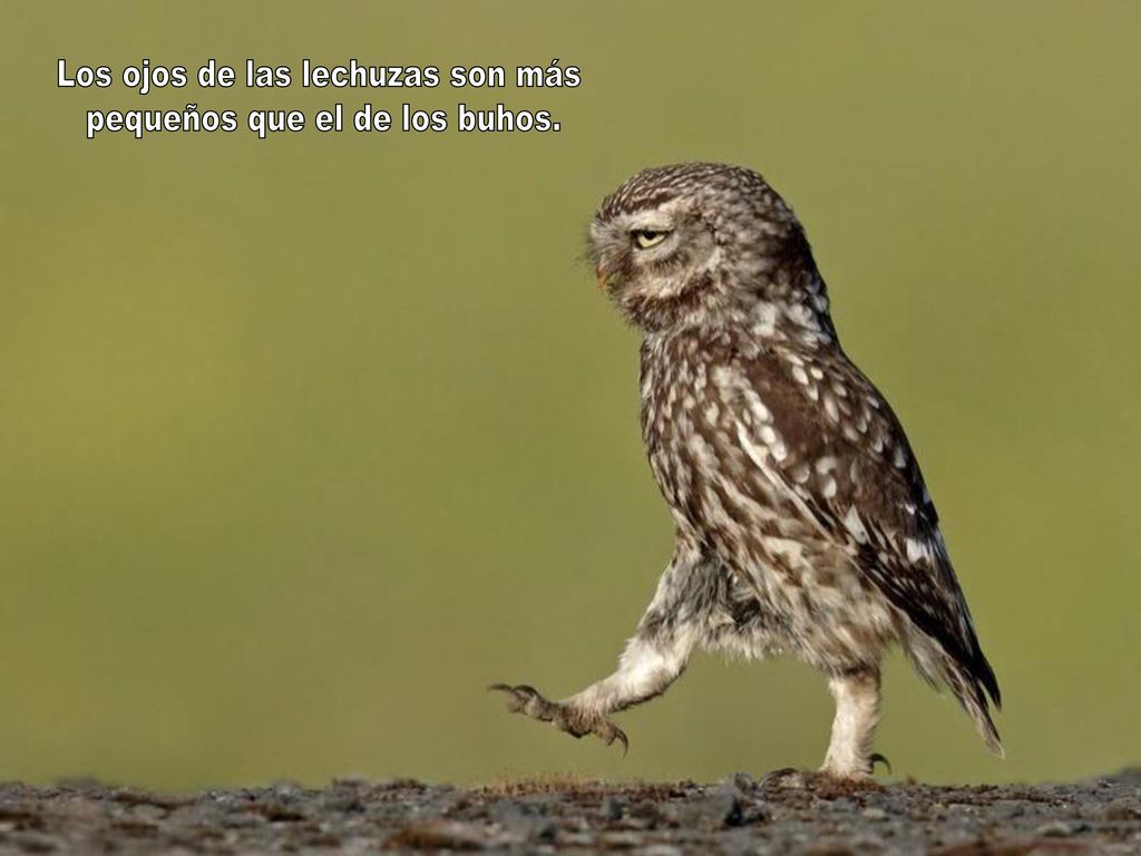 Los ojos de las lechuzas son más pequeños que el de los buhos.