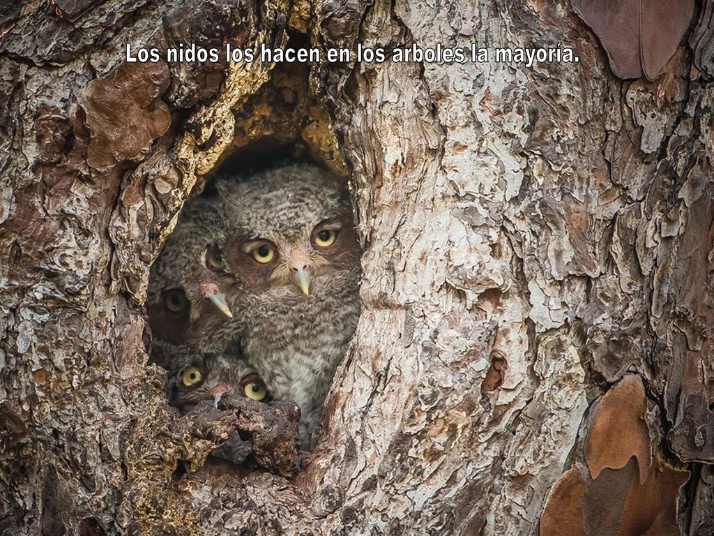 Los nidos los hacen en los árboles la mayoría.
