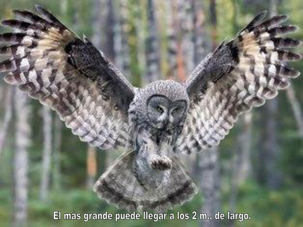 El más grande puede llegar a los 2 m., de largo.