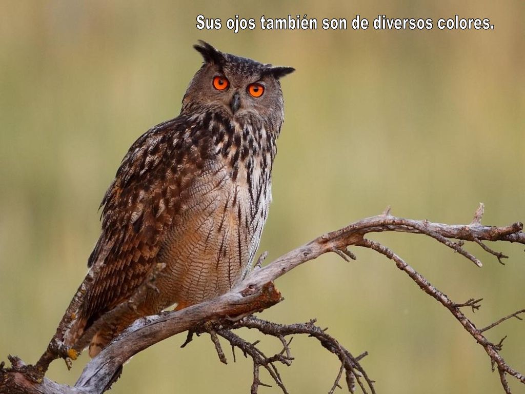 Sus ojos también son de diversos colores.
