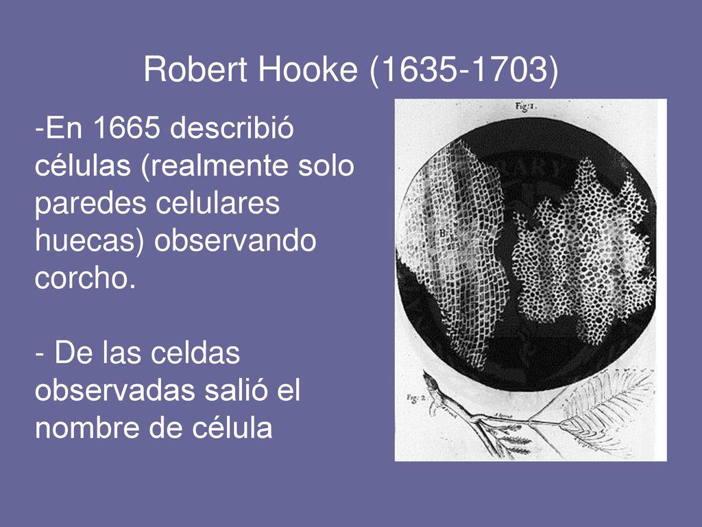 Robert Hooke (1635‑1703) En 1665 describió células (realmente solo paredes celulares huecas) observando corcho.