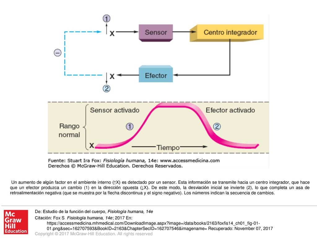 Un aumento de algún factor en el ambiente interno (↑X) es detectado por un sensor. Esta información se transmite hacia un centro integrador, que hace que un efector produzca un cambio (1) en la dirección opuesta (↓X). De este modo, la desviación inicial se invierte (2), lo que completa un asa de retroalimentación negativa (que se muestra por la flecha discontinua y el signo negativo). Los números indican la secuencia de cambios.