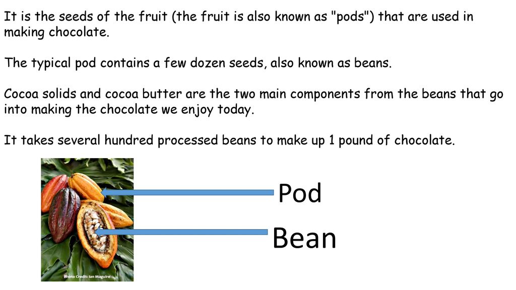 It is the seeds of the fruit (the fruit is also known as pods ) that are used in making chocolate.