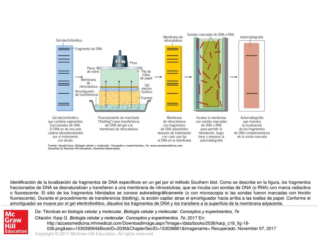 Identificación de la localización de fragmentos de DNA específicos en un gel por el método Southern blot. Como se describe en la figura, los fragmentos fraccionados de DNA se desnaturalizan y transfieren a una membrana de nitrocelulosa, que se incuba con sondas de DNA (o RNA) con marca radiactiva o fluorescente. El sitio de los fragmentos hibridados se conoce autoradiográficamente (o con microscopia si las sondas fueron marcadas con tinción fluorescente). Durante el procedimiento de transferencia (blotting), la acción capilar atrae el amortiguador hacia arriba a las toallas de papel. Conforme el amortiguador se mueve por el gel electroforético, disuelve los fragmentos de DNA y los transfiere a la superficie de la membrana adyacente.