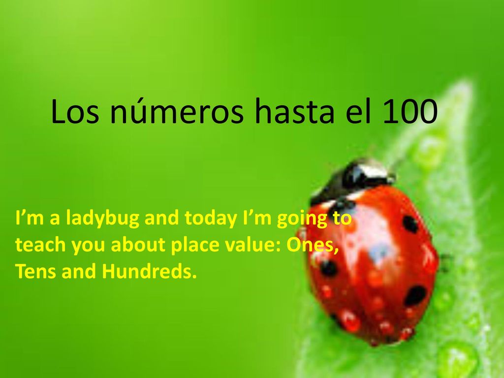 Los números hasta el 100 I’m a ladybug and today I’m going to teach you about place value: Ones, Tens and Hundreds.