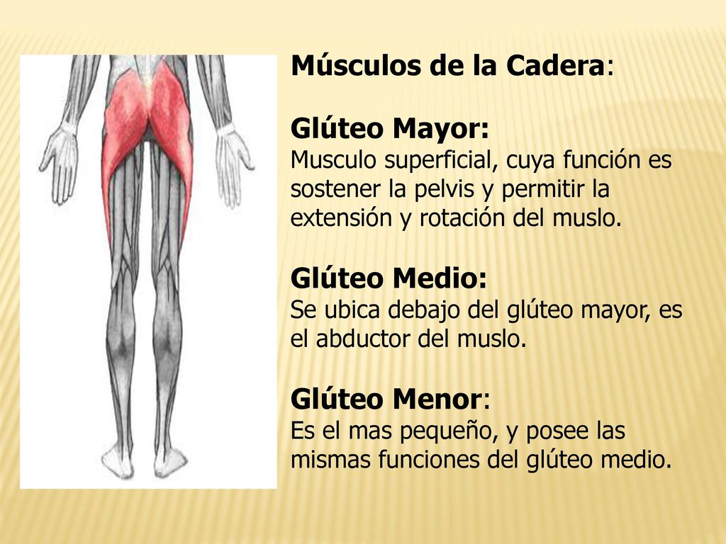 Músculos de la Cadera: Glúteo Mayor: Glúteo Medio: Glúteo Menor: