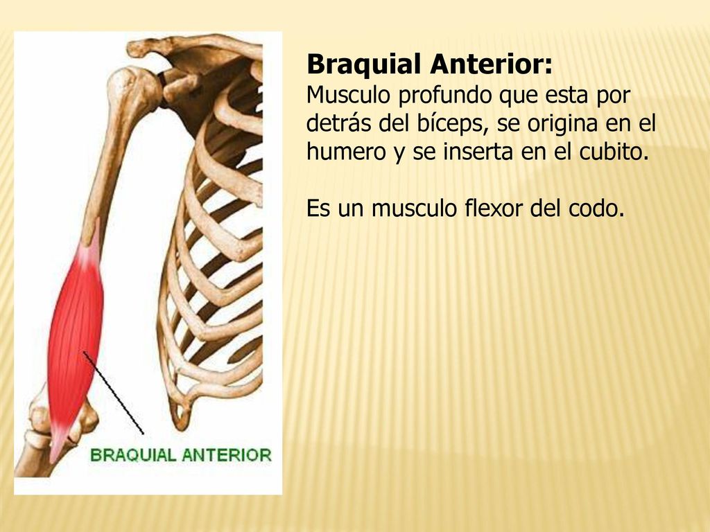 Braquial Anterior: Musculo profundo que esta por detrás del bíceps, se origina en el humero y se inserta en el cubito.