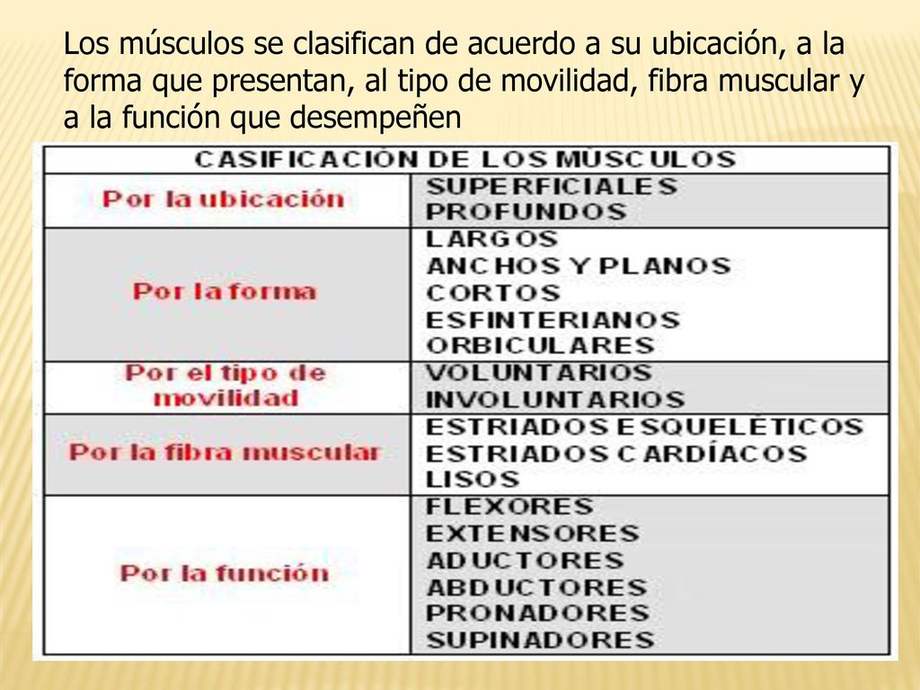 Los músculos se clasifican de acuerdo a su ubicación, a la forma que presentan, al tipo de movilidad, fibra muscular y a la función que desempeñen