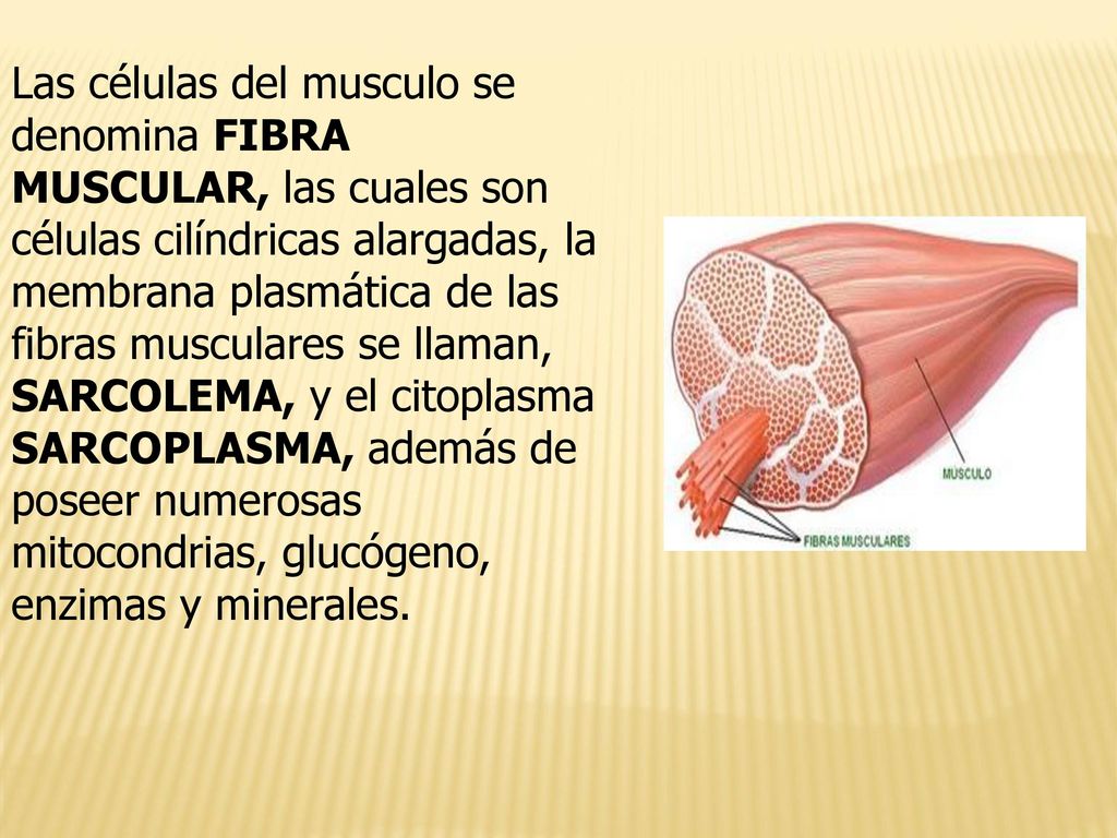 Las células del musculo se denomina FIBRA MUSCULAR, las cuales son células cilíndricas alargadas, la membrana plasmática de las fibras musculares se llaman, SARCOLEMA, y el citoplasma SARCOPLASMA, además de poseer numerosas mitocondrias, glucógeno, enzimas y minerales.