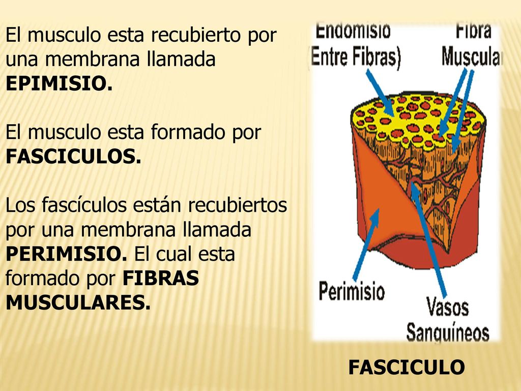 El musculo esta recubierto por una membrana llamada EPIMISIO.