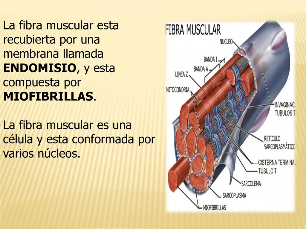 La fibra muscular esta recubierta por una membrana llamada ENDOMISIO, y esta compuesta por MIOFIBRILLAS.