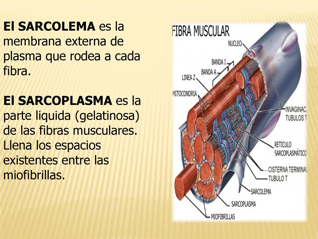 El SARCOLEMA es la membrana externa de plasma que rodea a cada fibra.