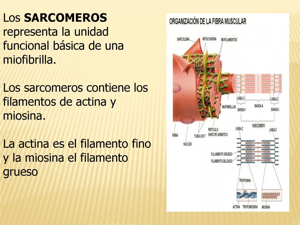 Los SARCOMEROS representa la unidad funcional básica de una miofibrilla.