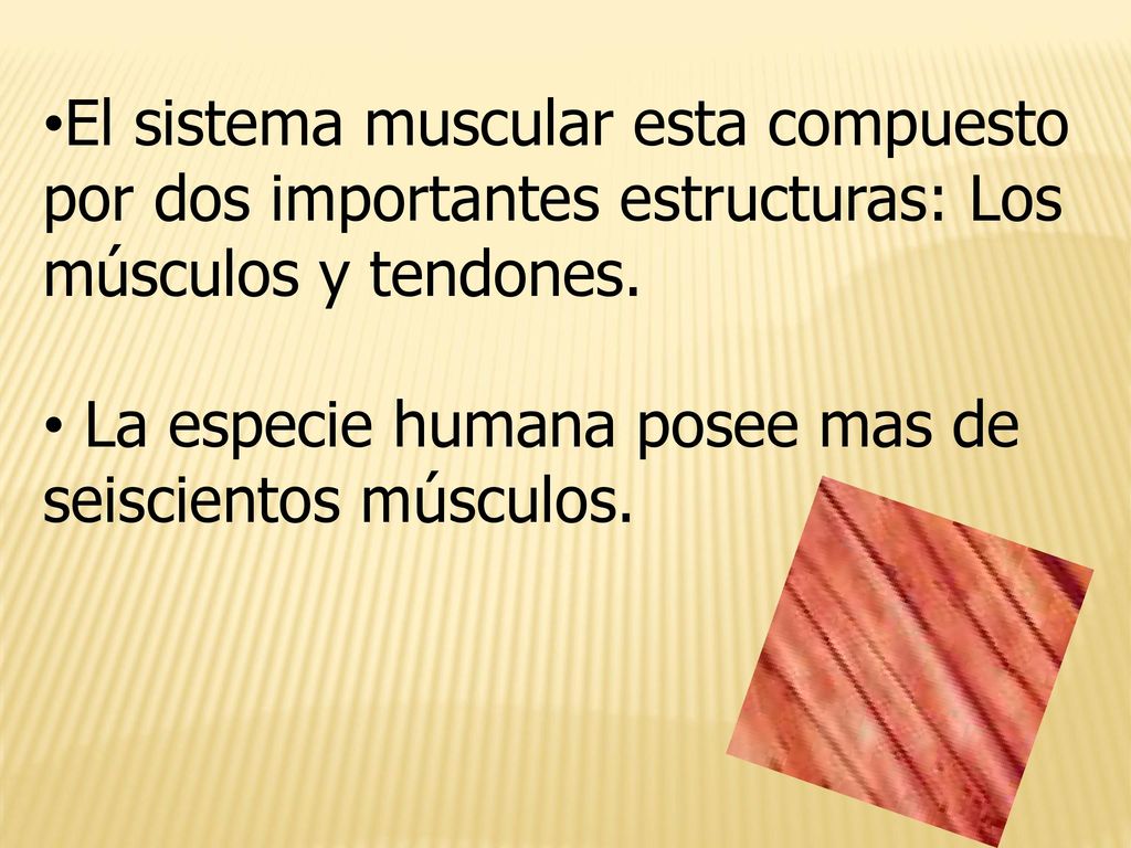 El sistema muscular esta compuesto por dos importantes estructuras: Los músculos y tendones.