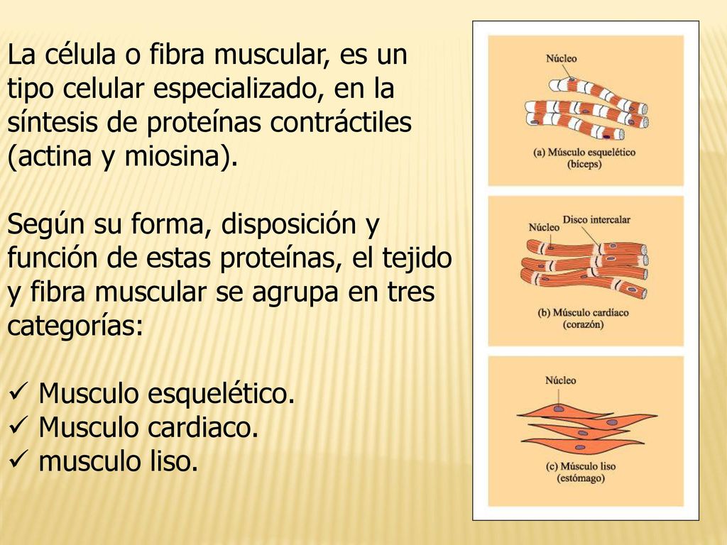 La célula o fibra muscular, es un tipo celular especializado, en la síntesis de proteínas contráctiles (actina y miosina).
