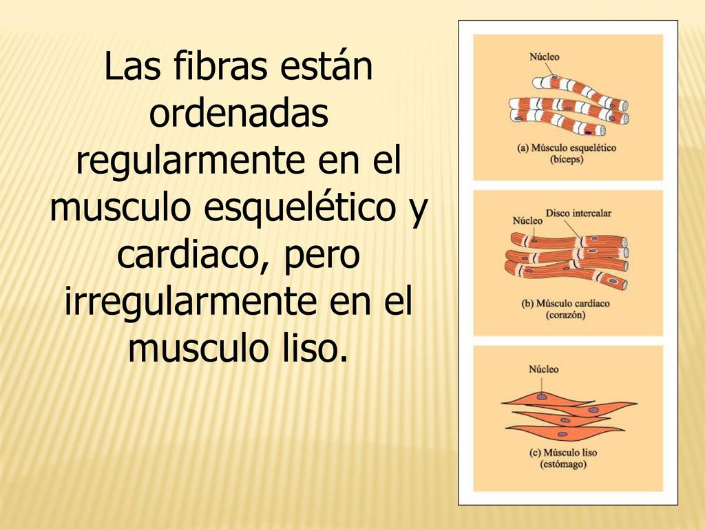 Las fibras están ordenadas regularmente en el musculo esquelético y cardiaco, pero irregularmente en el musculo liso.