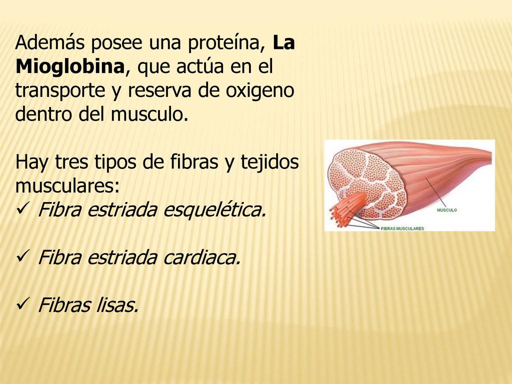 Además posee una proteína, La Mioglobina, que actúa en el transporte y reserva de oxigeno dentro del musculo.