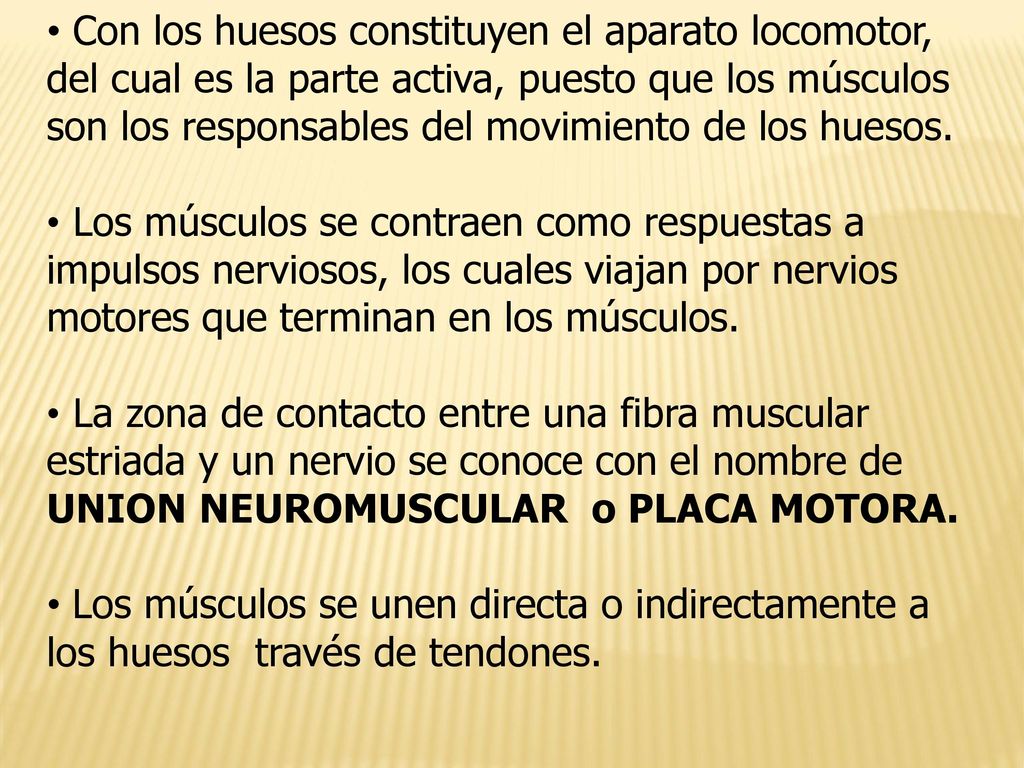 Con los huesos constituyen el aparato locomotor, del cual es la parte activa, puesto que los músculos son los responsables del movimiento de los huesos.