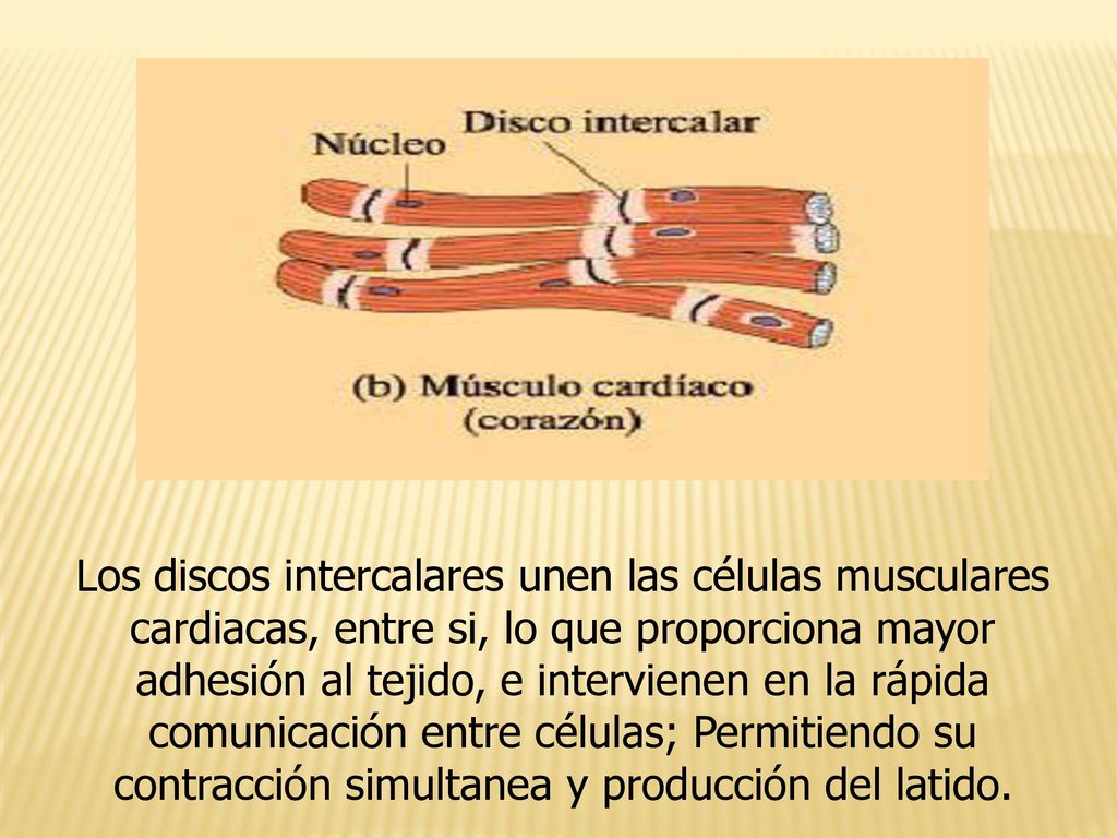 Los discos intercalares unen las células musculares cardiacas, entre si, lo que proporciona mayor adhesión al tejido, e intervienen en la rápida comunicación entre células; Permitiendo su contracción simultanea y producción del latido.