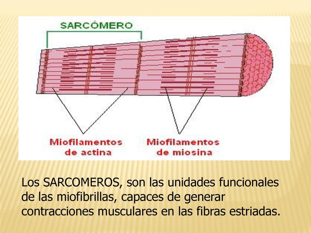 Los SARCOMEROS, son las unidades funcionales de las miofibrillas, capaces de generar contracciones musculares en las fibras estriadas.