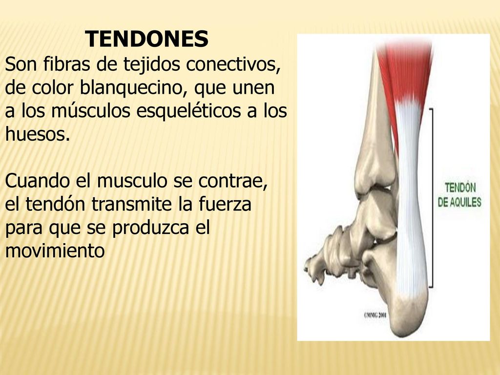 TENDONES Son fibras de tejidos conectivos, de color blanquecino, que unen a los músculos esqueléticos a los huesos.