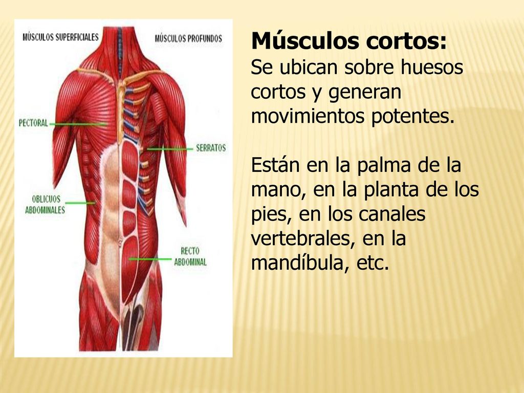 Músculos cortos: Se ubican sobre huesos cortos y generan movimientos potentes.