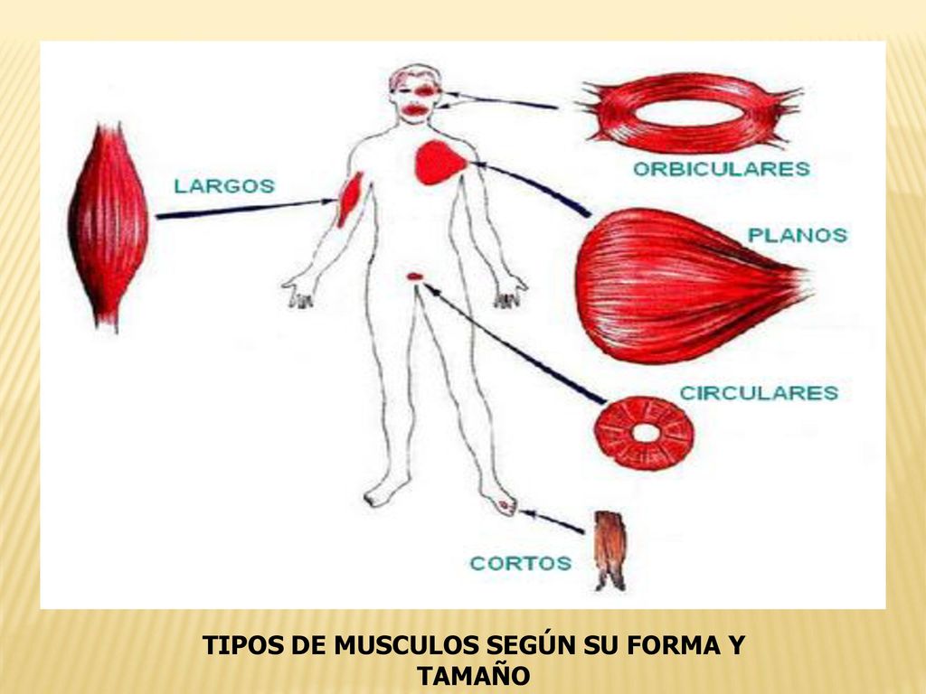 TIPOS DE MUSCULOS SEGÚN SU FORMA Y TAMAÑO
