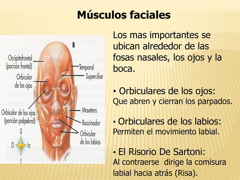 Músculos faciales Los mas importantes se ubican alrededor de las fosas nasales, los ojos y la boca.