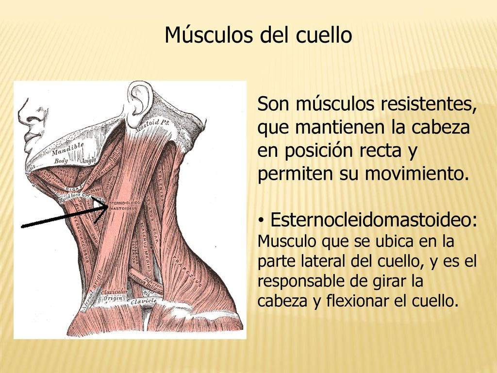 Músculos del cuello Son músculos resistentes, que mantienen la cabeza en posición recta y permiten su movimiento.