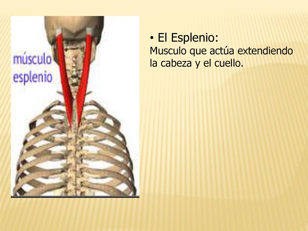 El Esplenio: Musculo que actúa extendiendo la cabeza y el cuello.