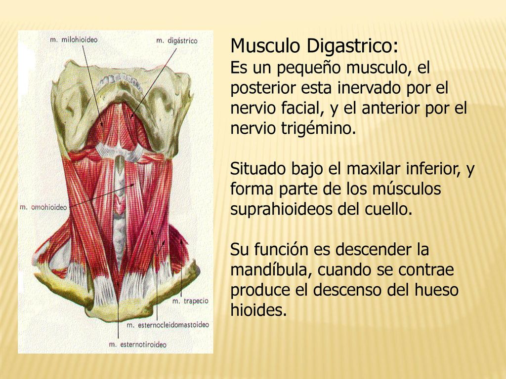 Musculo Digastrico: Es un pequeño musculo, el posterior esta inervado por el nervio facial, y el anterior por el nervio trigémino.