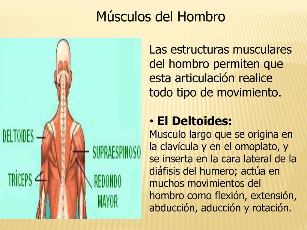 Músculos del Hombro Las estructuras musculares del hombro permiten que esta articulación realice todo tipo de movimiento.