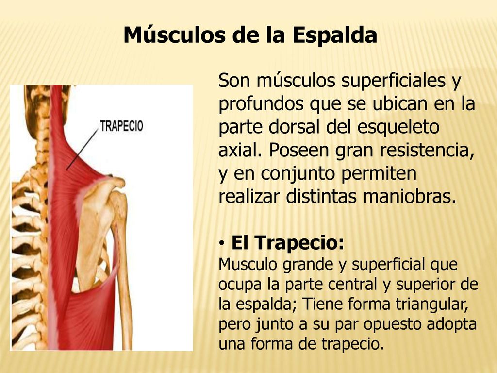 Músculos de la Espalda