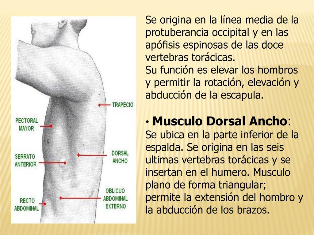 Se origina en la línea media de la protuberancia occipital y en las apófisis espinosas de las doce vertebras torácicas.