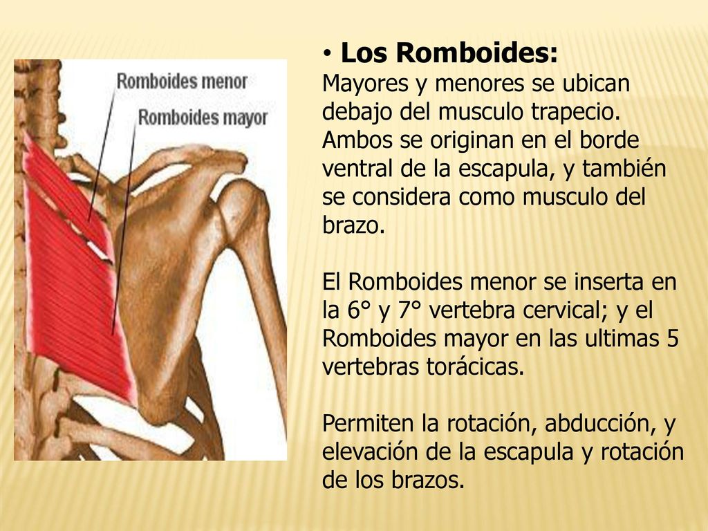Los Romboides: Mayores y menores se ubican debajo del musculo trapecio.