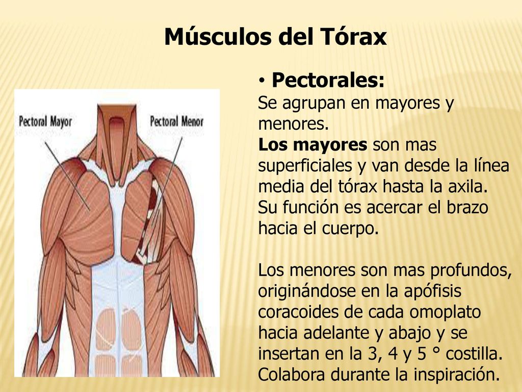 Músculos del Tórax Pectorales: Se agrupan en mayores y menores.