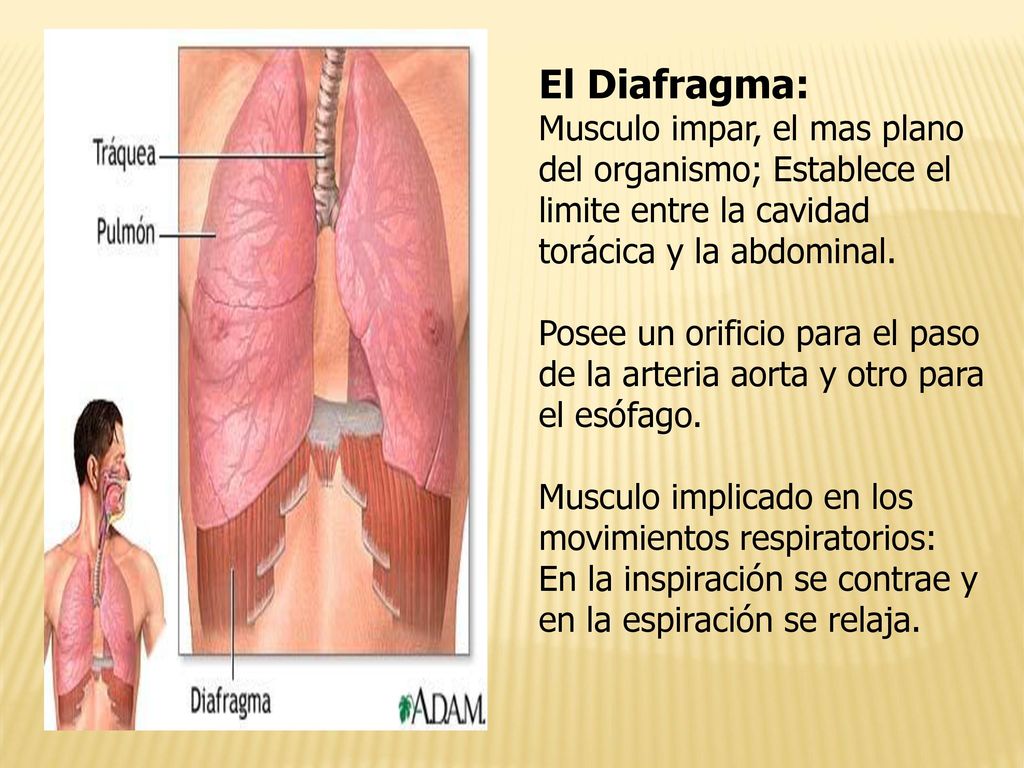 El Diafragma: Musculo impar, el mas plano del organismo; Establece el limite entre la cavidad torácica y la abdominal.