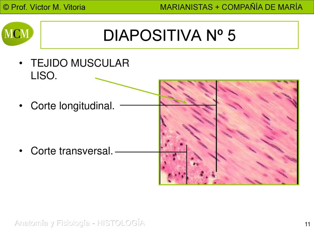 DIAPOSITIVA Nº 5 TEJIDO MUSCULAR LISO. Corte longitudinal.