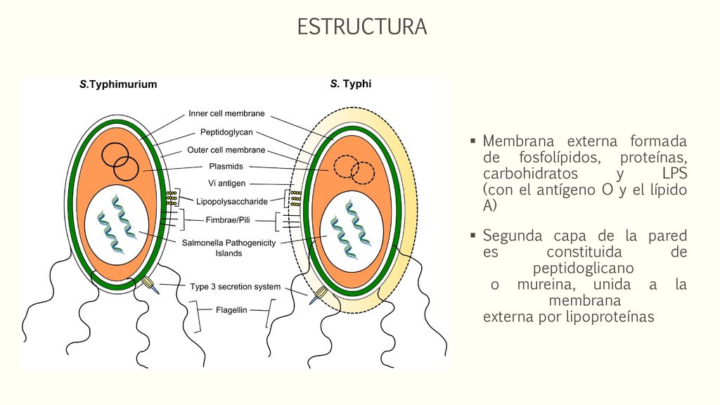 ESTRUCTURA Membrana externa formada de fosfolípidos, proteínas, carbohidratos y LPS (con el antígeno O y el lípido A)