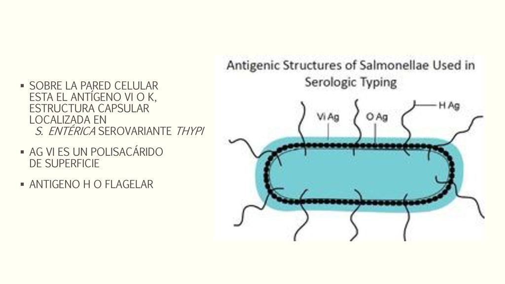 SOBRE LA PARED CELULAR ESTA EL ANTÍGENO VI O K, ESTRUCTURA CAPSULAR LOCALIZADA EN S. ENTÉRICA SEROVARIANTE THYPI