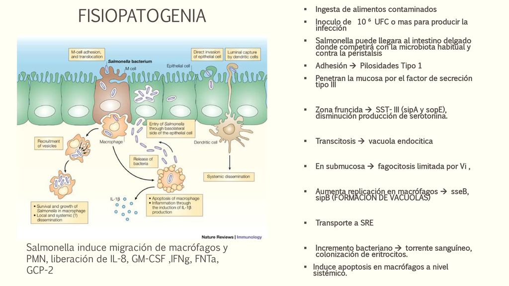 FISIOPATOGENIA Ingesta de alimentos contaminados. Inoculo de 10 ⁶ UFC o mas para producir la infección.