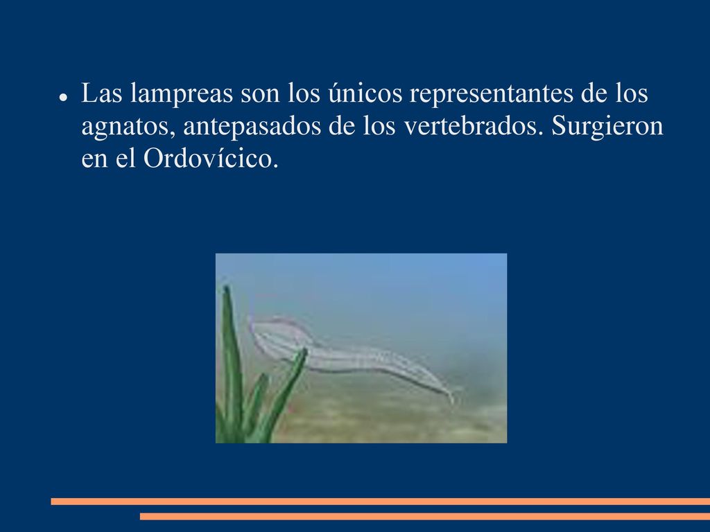 Las lampreas son los únicos representantes de los agnatos, antepasados de los vertebrados.