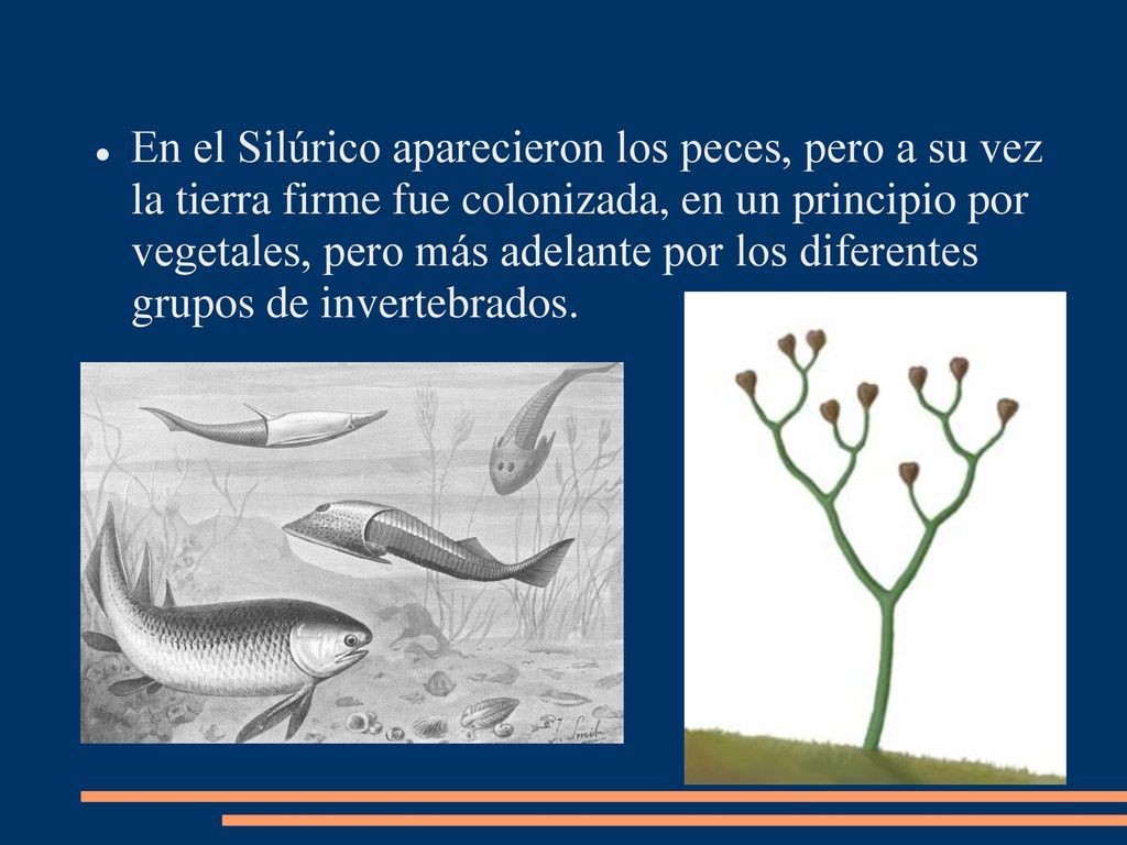 En el Silúrico aparecieron los peces, pero a su vez la tierra firme fue colonizada, en un principio por vegetales, pero más adelante por los diferentes grupos de invertebrados.