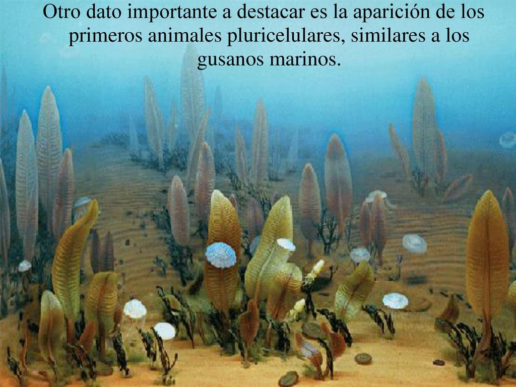 Otro dato importante a destacar es la aparición de los primeros animales pluricelulares, similares a los gusanos marinos.