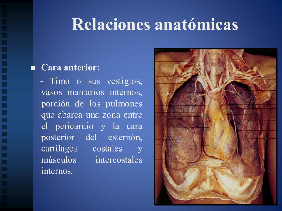 Relaciones anatómicas