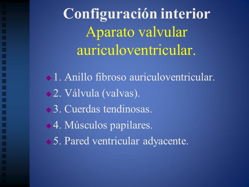 Configuración interior Aparato valvular auriculoventricular.