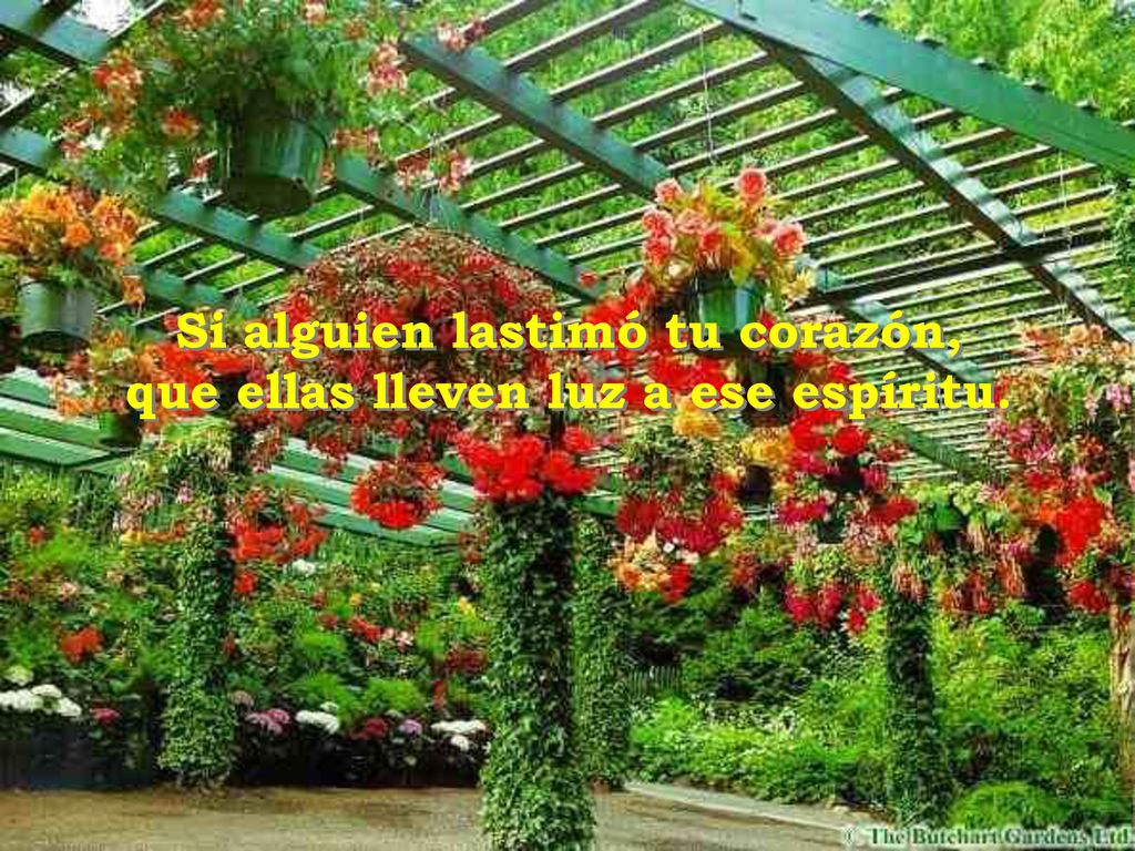Si alguien lastimó tu corazón, que ellas lleven luz a ese espíritu.