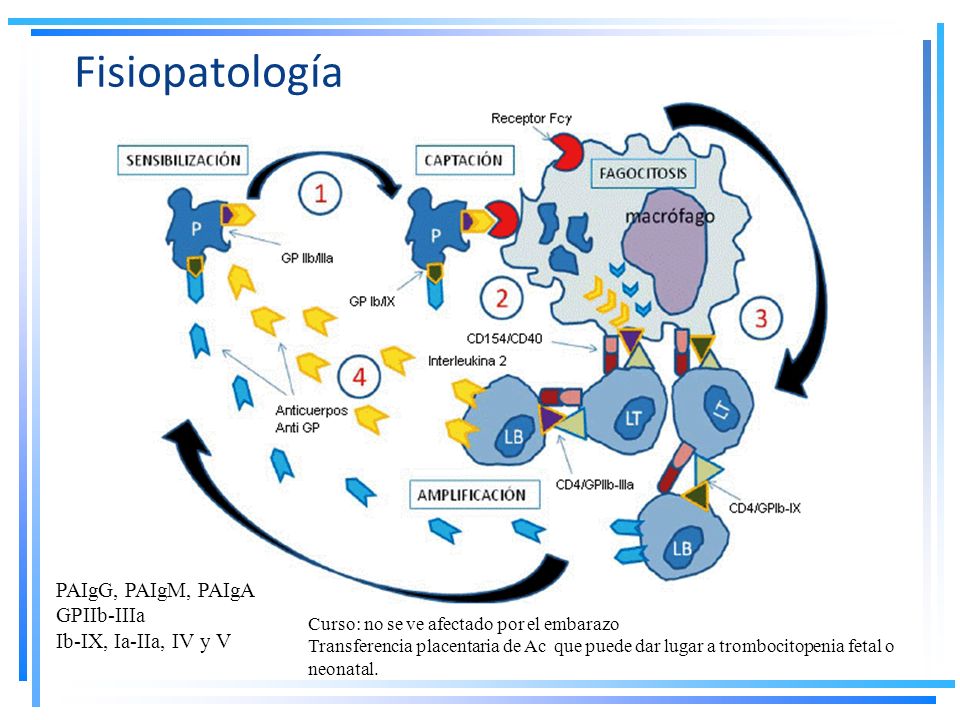 Fisiopatología PAIgG, PAIgM, PAIgA GPIIb-IIIa Ib-IX, Ia-IIa, IV y V
